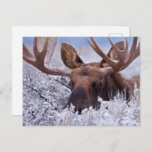 氷と雪 |ワイオミング州グランドテトン国立公園 ポストカード (正面/裏面)