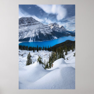 氷と雪   Peyto Lake, Canadian Rockies ポスター
