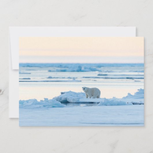氷と雪 | Polar Bear Iceberg Norway サンキューカード (正面)