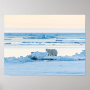 氷と雪 Polar Bear Iceberg Norway ポスター