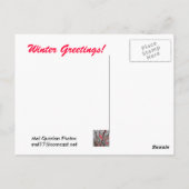 氷に包まれた赤い果実 ポストカード (裏面)