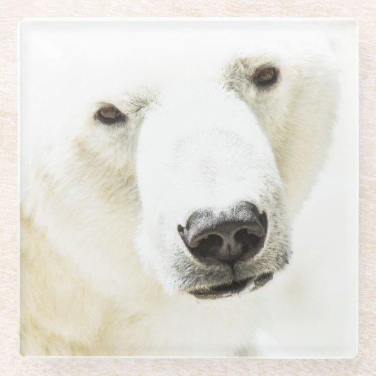 氷のようなシロクマの視線 ガラスコースター (正面)