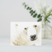 氷のようなシロクマの視線 ポストカード (スタンド正面)