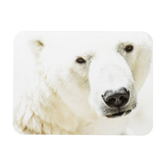 氷のようなシロクマの視線 マグネット (横)
