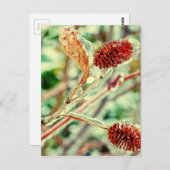 氷のような ポストカード (正面/裏面)