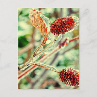 氷のような ポストカード