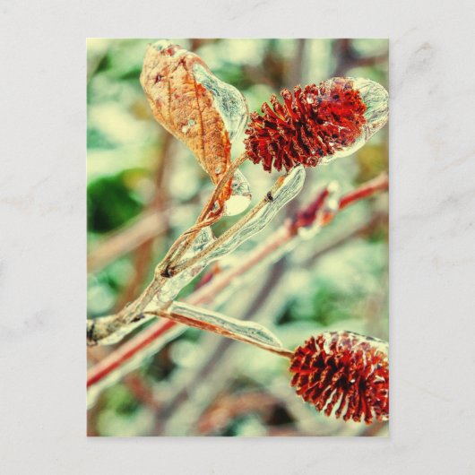 氷のような ポストカード (正面)