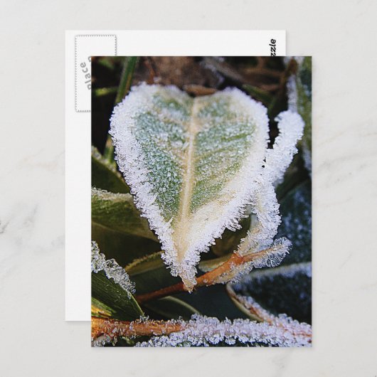 氷のハート形の葉 ポストカード (正面/裏面)