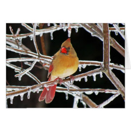 氷のプリンセス