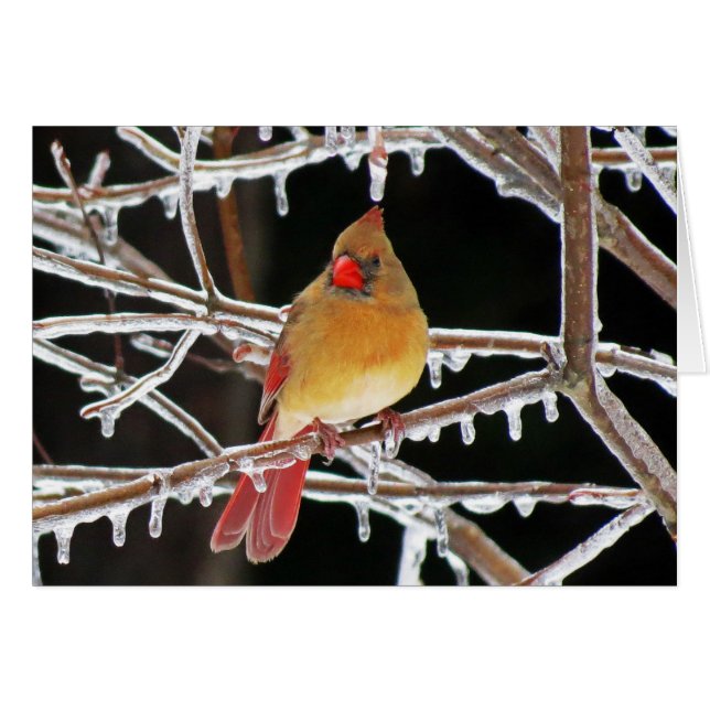 氷のプリンセス (正面横)