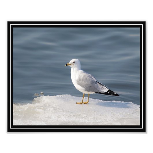 氷の上でカモメ フォトプリント            (正面)