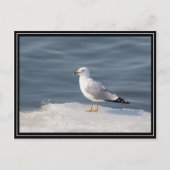 氷の上でカモメ ポストカード (正面)