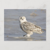 氷の上に立つスノーフクロウ、ネズミの尾 ポストカード (正面)