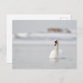 氷の冷水はがき内で泳ぐ白鳥をミュート ポストカード (正面/裏面)