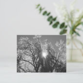 氷の木 ポストカード (スタンド正面)