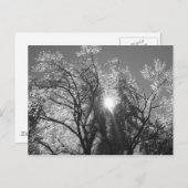 氷の木 ポストカード (正面/裏面)