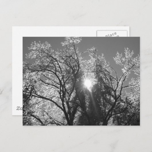 氷の木 ポストカード (正面/裏面)
