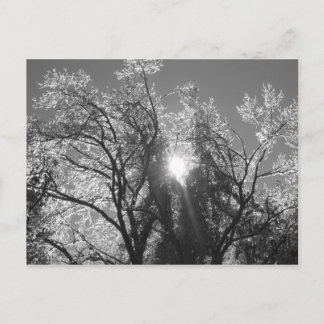 氷の木 ポストカード