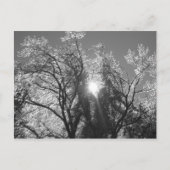 氷の木 ポストカード (正面)