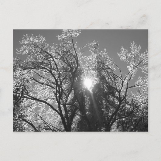 氷の木 ポストカード (正面)