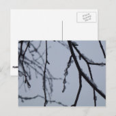 氷の枝冬の自然写真 ポストカード (正面/裏面)