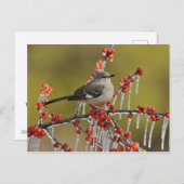 氷の柊の枝に覆われたモッキンバード シーズンポストカード (正面/裏面)