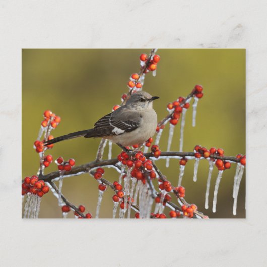 氷の柊の枝に覆われたモッキンバード シーズンポストカード (正面)
