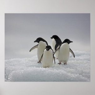 氷の流れの上のアデリーペンギン ポスター