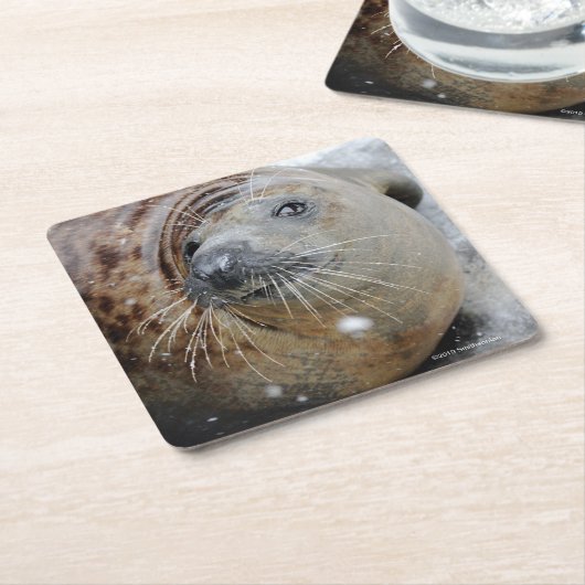 氷の灰色のシール スクエアペーパーコースター (アングル)