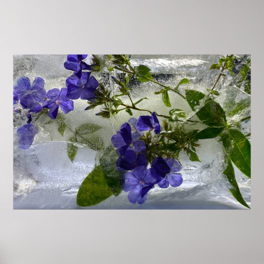 氷の花 ポスター (正面)