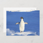 氷上のユーモラスなペンギン ポストカード (正面/裏面)