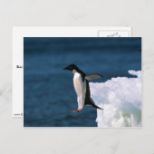 氷山から舞い上がるアデリーペンギン ポストカード (正面/裏面)