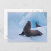 氷山よくはしゃぐに浮かぶアシカ ポストカード (正面/裏面)