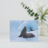 氷山よくはしゃぐに浮かぶアシカ ポストカード (スタンド正面)