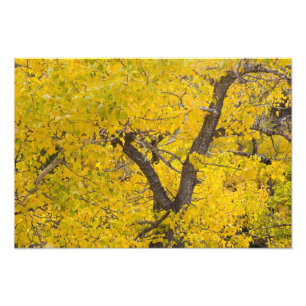 氷河で紅葉のピークを迎えたポプラの木 フォトプリント