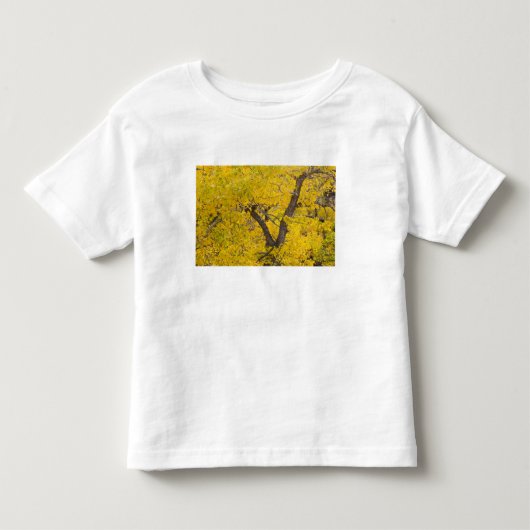 氷河にある紅葉の綺麗なポプラの木 トドラーTシャツ (正面)