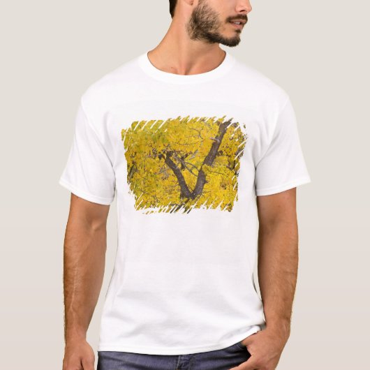 氷河に立つ紅葉のピークを迎えたポプラの木 Tシャツ (正面)