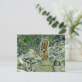 氷河のチプムンク国立公園 (スタンド正面)