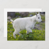 氷河のローガン峠にある山羊の子 ポストカード (正面/裏面)