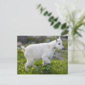 氷河のローガン峠にある山羊の子 ポストカード (スタンド正面)