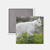 氷河のローガン峠にある山羊の子 マグネット (正面/裏面)