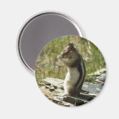 氷河の公園で金のマントルの地面リス マグネット (正面/裏面)