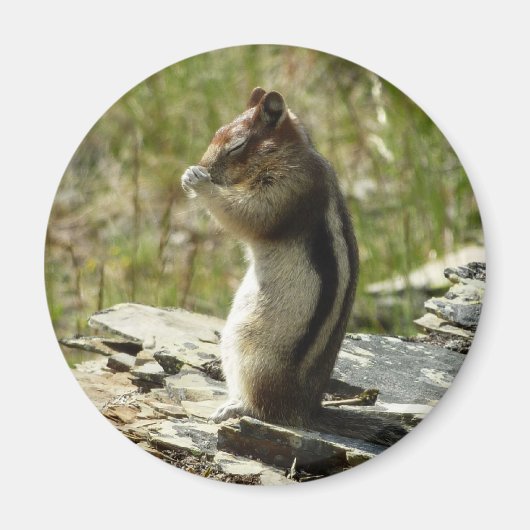 氷河の公園で金のマントルの地面リス マグネット (正面)