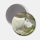 氷河の国立公園マウンテンヤギの写真 マグネット (正面/裏面)