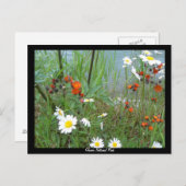 氷河の山花 ポストカード (正面/裏面)