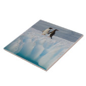 氷河の氷の上のgentoo penguin, Pygoscelisパプア タイル (側面)