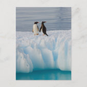 氷河の氷の上のgentoo penguin, Pygoscelisパプア ポストカード (正面)