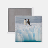氷河の氷の上のgentoo penguin, Pygoscelisパプア マグネット (正面/裏面)