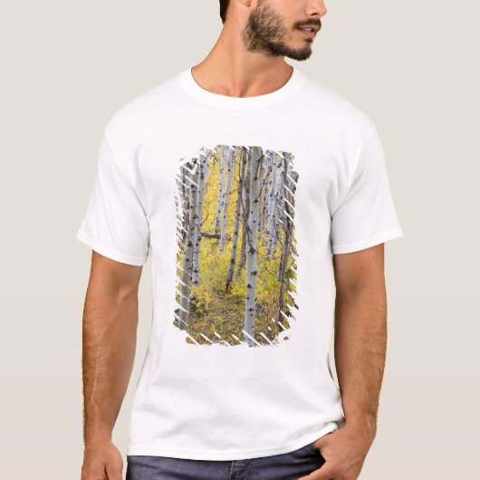 氷河の紅葉のピークのアスペンの森 Tシャツ (正面)