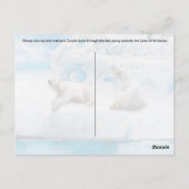 氷河ベア – ポストカード (裏面)